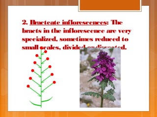 Inflorescence | PPT