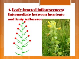 Inflorescence | PPT