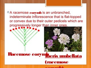 Racemose Inflorescence Introduction Inflorescence | PPT