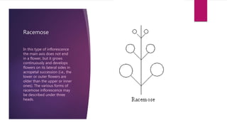 Racemose Inflorescence Introduction Inflorescence | PPTX