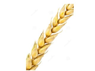 5. Spike:
• with elongated axis
carrying nearly sessile
florets, e.g Plantago.
 