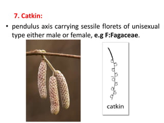 7. Catkin:
• pendulus axis carrying sessile florets of unisexual
type either male or female, e.g F:Fagaceae.
 