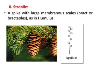 8. Strobile:
• A spike with large membranous scales (bract or
bracteoles), as in Humulus.
 