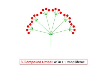 3. Compound Umbel: as in F: Umbelliferae.
 