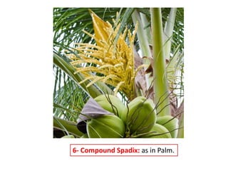 Inflorescence | PPTX