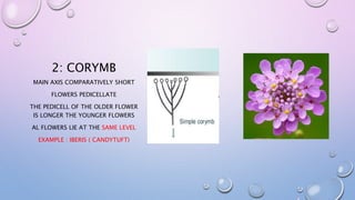 2: CORYMB
MAIN AXIS COMPARATIVELY SHORT
FLOWERS PEDICELLATE
THE PEDICELL OF THE OLDER FLOWER
IS LONGER THE YOUNGER FLOWERS
AL FLOWERS LIE AT THE SAME LEVEL
EXAMPLE : IBERIS ( CANDYTUFT)
 