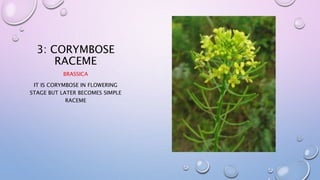 3: CORYMBOSE
RACEME
BRASSICA
IT IS CORYMBOSE IN FLOWERING
STAGE BUT LATER BECOMES SIMPLE
RACEME
 