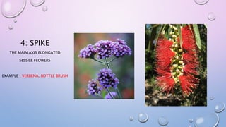 4: SPIKE
THE MAIN AXIS ELONGATED
SESSILE FLOWERS
EXAMPLE : VERBENA, BOTTLE BRUSH
 