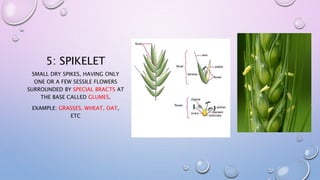 5: SPIKELET
SMALL DRY SPIKES, HAVING ONLY
ONE OR A FEW SESSILE FLOWERS
SURROUNDED BY SPECIAL BRACTS AT
THE BASE CALLED GLUMES.
EXAMPLE: GRASSES, WHEAT, OAT,
ETC
 