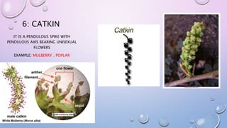 6: CATKIN
IT IS A PENDULOUS SPIKE WITH
PENDULOUS AXIS BEARING UNISEXUAL
FLOWERS
EXAMPLE: MULBERRY . POPLAR
 