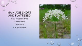 MAIN AXIS SHORT
AND FLATTENED
IT HAS FOLLOWING TYPES
1: SIMPLE UMBEL
2: CAPITULUM
3: HYPANTHODIUM
 