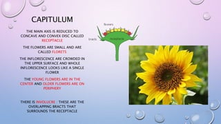 CAPITULUM
THE MAIN AXIS IS REDUCED TO
CONCAVE AND CONVEX DISC CALLED
RECEPTACLE
THE FLOWERS ARE SMALL AND ARE
CALLED FLORETS
THE INFLORESCENCE ARE CROWDED IN
THE UPPER SURFACE AND WHOLE
INFLORESCENCE LOOKS LIKE A SINGLE
FLOWER
THE YOUNG FLOWERS ARE IN THE
CENTER AND OLDER FLOWERS ARE ON
PERIPHERY
THERE IS INVOLUCRE : THESE ARE THE
OVERLAPPING BRACTS THAT
SURROUNDS THE RECEPTACLE
 