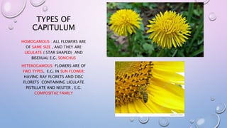 TYPES OF
CAPITULUM
HOMOGAMOUS : ALL FLOWERS ARE
OF SAME SIZE , AND THEY ARE
LIGULATE ( STAR SHAPED) AND
BISEXUAL E.G. SONCHUS
HETEROGAMOUS: FLOWERS ARE OF
TWO TYPES, E.G. IN SUN FLOWER:
HAVING RAY FLORETS AND DISC
FLORETS CONTAINING LIGULATE
PISTILLATE AND NEUTER , E.G.
COMPOSITAE FAMILY
 