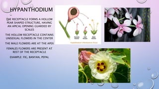HYPANTHODIUM
THE RECEPTACLE FORMS A HOLLOW
PEAR SHAPED STRUCTURE, HAVING
AN APICAL OPENING GUARDED BY
SCALES
THE HOLLOW RECEPTACLE CONTAINS
UNISEXUAL FLOWERS IN THE CENTER
THE MALE FLOWERS ARE AT THE APEX
FEMALES FLOWERS ARE PRESENT AT
REST OF THE RECEPTACLE
EXAMPLE: FIG, BANYAN, PEPAL
 