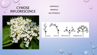 CYMOSE
INFLORESCENCE
UNIPAROUS
BIPAROUS
MULTIPAROUS
 