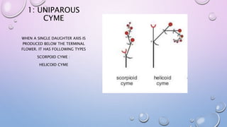1: UNIPAROUS
CYME
WHEN A SINGLE DAUGHTER AXIS IS
PRODUCED BELOW THE TERMINAL
FLOWER. IT HAS FOLLOWING TYPES
SCORPOID CYME :
HELICOID CYME
 