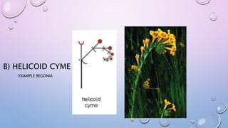 B) HELICOID CYME
EXAMPLE BEGONIA
 