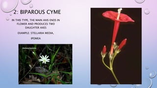 2: BIPAROUS CYME
IN THIS TYPE, THE MAIN AXIS ENDS IN
FLOWER AND PRODUCES TWO
DAUGHTER AXES
EXAMPLE: STELLARIA MEDIA,
IPOMEA
 