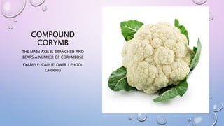 COMPOUND
CORYMB
THE MAIN AXIS IS BRANCHED AND
BEARS A NUMBER OF CORYMBOSE
EXAMPLE: CAULIFLOWER ( PHOOL
GHOOBI)
 