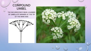 COMPOUND
UMBEL
THE INFLORESCENCE BEAR A NUMBER
OF UMBELLATE MANNER AT THE TIP
OF THE MAIN AXIS
 