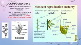 COMPOUND SPIKE
THE MAIN AXIS BEARS A NUMBER OF
SESSILE LATERAL SPIKES CALLED
SPIKELETS
: EACH COMPRISING OF ONE TO FEW
FLOWERS AND ENCLOSED IN
SPECIALIZED BRACTS. E.G.. AVENA
SATIVA ( BARLEY ) TRITICUM ( WHEAT)
 