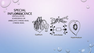 SPECIAL
INFLORESCENCECYATHIUM ,
VERTICILLASTER ,
SCAPIGEROUS OR
UMBELLATE CYMOSE HEAD,
CYMOSE HEAD,
 