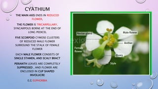CYATHIUM
THE MAIN AXIS ENDS IN REDUCED
FLOWER,
THE FLOWER IS TRICARPELLARY,
SYNCARPOUS BORNE AT THE END OF
LONG PEDICEL
FIVE SCORPOID CYMOSE CLUSTERS
OF REDUCED MALE FLOWER
SURROUND THE STALK OF FEMALE
FLOWER
EACH MALE FLOWER CONSISTS OF
SINGLE STAMEN, AND SCALY BRACT
PERIANTH LEAVES ARE COMPLETELY
SUPPRESSED , AND FLOWER ARE
ENCLOSED IN CUP SHAPED
INVOLUCRE
E.G EUPHORBIA
 