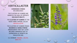 VERTICILLASTER
CONDENSED CYMOSE
INFLORESCENCE
THE CLUSTERS OF FLOWERS ARE
BORNE IN THE AXILS OF OPPOSITE
DECUSSATE BRACTS
THE CLUSTERS OF FLOWERS AT THE
NODE FORM A WHORL CALLED
VERTICILLASTER
THE CLUSTERS OF FLOWERS POSSES
BIGAMOUS (2 SEXES) CYMOSE
ARRANGEMENT FIRST BUT LATER
BECOMES UNIPAROUS DUE TO
SUPPRESSION OF GROWTH ON
DAUGHTER AXIS
E.G OCIMUM ( NIAZBO) , SALVIA,
MINT ETC
 