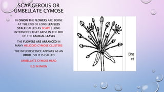 SCAPIGEROUS OR
UMBELLATE CYMOSE
IN ONION THE FLOWERS ARE BORNE
AT THE END OF LONG LEAFLESS
STALK CALLED AS SCAPE ( LONG
INTERNODE) THAT ARISE IN THE MID
OF THE RADICAL LEAVES
THE FLOWERS ARE ARRANGED IN
MANY HELICOID CYMOSE CLUSTERS
THE INFLORESCENCE APPEARS AS AN
UMBEL, SO IT IS CALLED
UMBELLATE CYMOSE HEAD
E.G IN INION
 