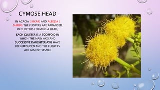 CYMOSE HEAD
IN ACACIA ( KIKAR) AND ALBEZIA (
SHIRIN) THE FLOWERS ARE ARRANGED
IN CLUSTERS FORMING A HEAD,
EACH CLUSTER IS A SCORPOID IN
WHICH THE MAIN AXIS AND
SUCCESSIVE DAUGHTER AXIS HAVE
BEEN REDUCED AND THE FLOWERS
ARE ALMOST SESSILE
 