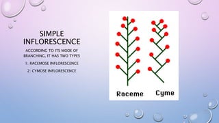 SIMPLE
INFLORESCENCE
ACCORDING TO ITS MODE OF
BRANCHING, IT HAS TWO TYPES
1: RACEMOSE INFLORESCENCE
2: CYMOSE INFLORESCENCE
 