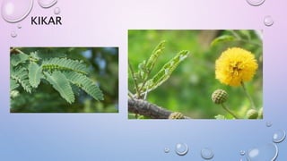 KIKAR
 