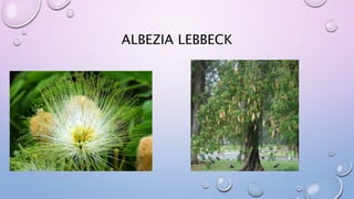ALBEZIA LEBBECK
 