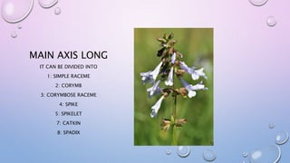 MAIN AXIS LONG
IT CAN BE DIVIDED INTO
1: SIMPLE RACEME
2: CORYMB
3: CORYMBOSE RACEME
4: SPIKE
5: SPIKELET
7: CATKIN
8: SPADIX
 