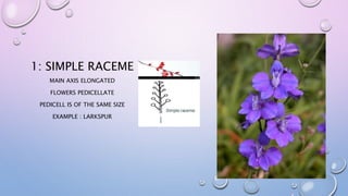 1: SIMPLE RACEME
MAIN AXIS ELONGATED
FLOWERS PEDICELLATE
PEDICELL IS OF THE SAME SIZE
EXAMPLE : LARKSPUR
 