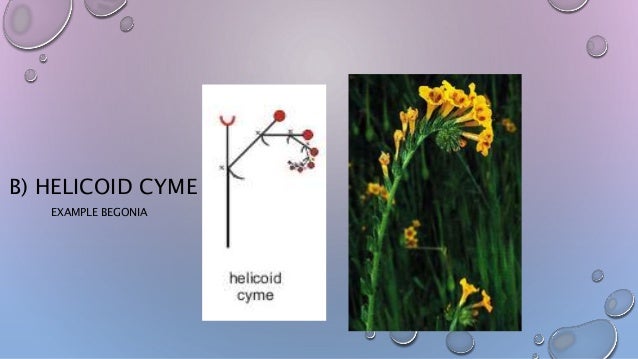 helicoid cyme helicoid cyme