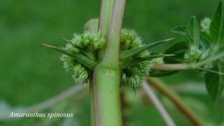 Amaranthus spinosus
 