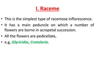 I. Raceme
• This is the simplest type of racemose inflorescence.
• It has a main peduncle on which a number of
flowers are borne in acropetal succession.
• All the flowers are pedicellate,
• e.g, Glyricidia, Crotalaria.
 