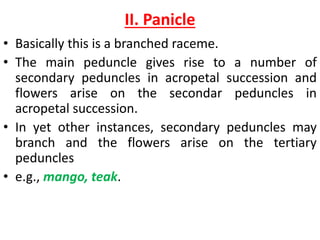 II. Panicle
• Basically this is a branched raceme.
• The main peduncle gives rise to a number of
secondary peduncles in acropetal succession and
flowers arise on the secondar peduncles in
acropetal succession.
• In yet other instances, secondary peduncles may
branch and the flowers arise on the tertiary
peduncles
• e.g., mango, teak.
 