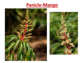 Panicle-Mango
 
