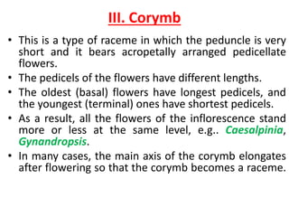 III. Corymb
• This is a type of raceme in which the peduncle is very
short and it bears acropetally arranged pedicellate
flowers.
• The pedicels of the flowers have different lengths.
• The oldest (basal) flowers have longest pedicels, and
the youngest (terminal) ones have shortest pedicels.
• As a result, all the flowers of the inflorescence stand
more or less at the same level, e.g.. Caesalpinia,
Gynandropsis.
• In many cases, the main axis of the corymb elongates
after flowering so that the corymb becomes a raceme.
 
