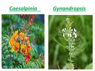 Caesalpinia Gynandropsis
 