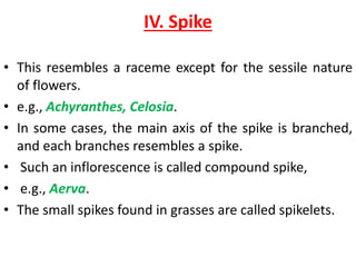 IV. Spike
• This resembles a raceme except for the sessile nature
of flowers.
• e.g., Achyranthes, Celosia.
• In some cases, the main axis of the spike is branched,
and each branches resembles a spike.
• Such an inflorescence is called compound spike,
• e.g., Aerva.
• The small spikes found in grasses are called spikelets.
 