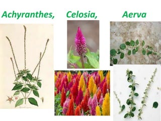 Achyranthes, Celosia, Aerva
 