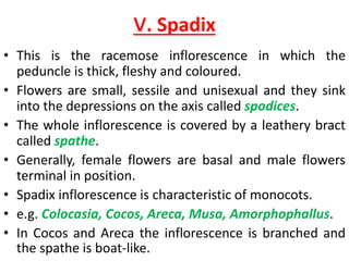 v. Spadix
• This is the racemose inflorescence in which the
peduncle is thick, fleshy and coloured.
• Flowers are small, sessile and unisexual and they sink
into the depressions on the axis called spodices.
• The whole inflorescence is covered by a leathery bract
called spathe.
• Generally, female flowers are basal and male flowers
terminal in position.
• Spadix inflorescence is characteristic of monocots.
• e.g. Colocasia, Cocos, Areca, Musa, Amorphophallus.
• In Cocos and Areca the inflorescence is branched and
the spathe is boat-like.
 