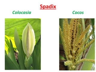 Spadix
Colocasia Cocos
 