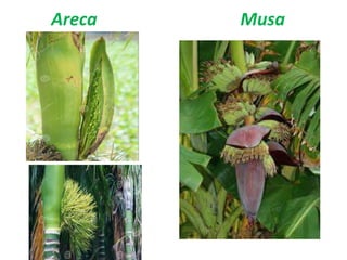 Areca Musa
 