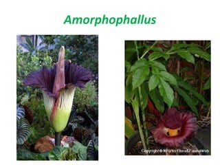 Amorphophallus
 