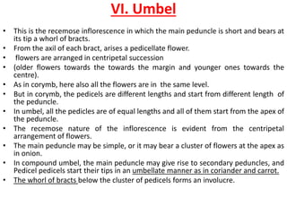 VI. Umbel
• This is the recemose inflorescence in which the main peduncle is short and bears at
its tip a whorl of bracts.
• From the axil of each bract, arises a pedicellate flower.
• flowers are arranged in centripetal succession
• (older flowers towards the towards the margin and younger ones towards the
centre).
• As in corymb, here also all the flowers are in the same level.
• But in corymb, the pedicels are different lengths and start from different length of
the peduncle.
• In umbel, all the pedicles are of equal lengths and all of them start from the apex of
the peduncle.
• The recemose nature of the inflorescence is evident from the centripetal
arrangement of flowers.
• The main peduncle may be simple, or it may bear a cluster of flowers at the apex as
in onion.
• In compound umbel, the main peduncle may give rise to secondary peduncles, and
Pedicel pedicels start their tips in an umbellate manner as in coriander and carrot.
• The whorl of bracts below the cluster of pedicels forms an involucre.
 