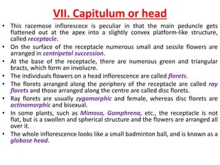 VII. Capitulum or head
• This racemose inflorescece is peculiar in that the main peduncle gets
flattened out at the apex into a slightly convex platform-like structure,
called receptacle.
• On the surface of the receptacle numerous small and sessile flowers are
arranged in centripetal succession.
• At the base of the receptacle, there are numerous green and triangular
bracts, which form an involucre.
• The individuals flowers on a head inflorescence are called florets.
• The florets arranged along the periphery of the receptacle are called ray
florets and those arranged along the centre are called disc florets.
• Ray florets are usually zygomorphic and female, whereas disc florets are
actinomorphic and bisexual.
• In some plants, such as Mimosa, Gomphrena, etc., the receptacle is not
flat, but is a swollen and spherical structure and the flowers are arranged all
over it.
• The whole inflorescence looks like a small badminton ball, and is known as a
globose head.
 